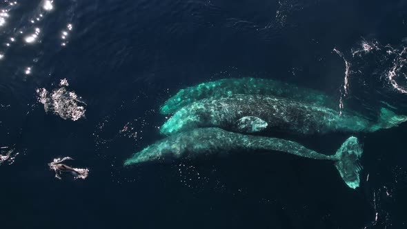 Gray Whales rolling over each other as they migrate south to Mexico near Catalina Island.