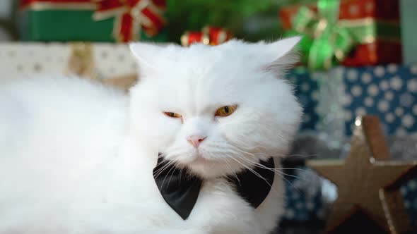 Domestic White Cat Posing in Black Bowtie Like Gentleman in Tuxedo on Gift Boxes Decoration