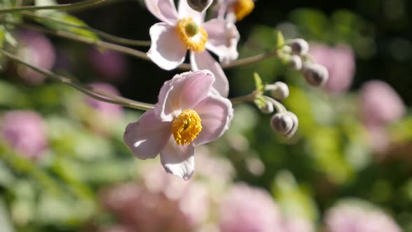 Slow motion Japanese anemone hybrida flower close-up video