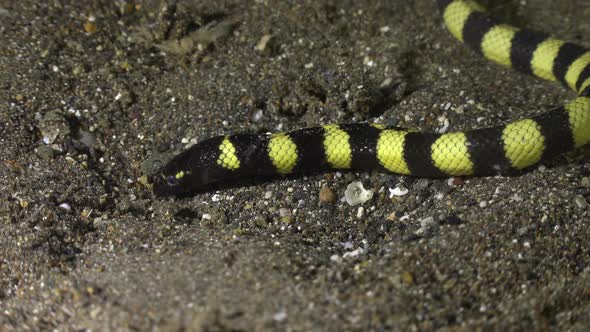 Turtle headed sea snake digging in sand.