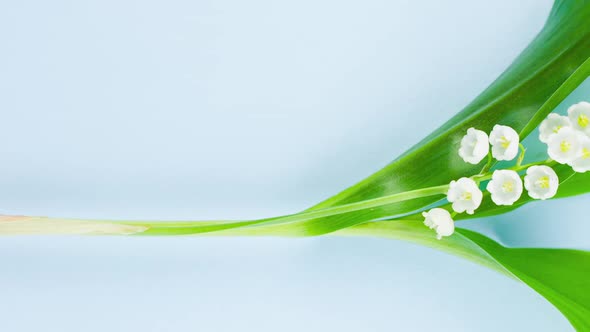 Small White Fragrant Lily of the Valley Flower with Green Leaves Lies