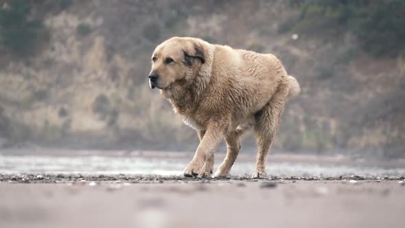 Dog Before Running