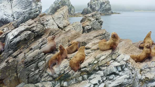 Steller's Sea Lions Rest on a Rocky Island in the East Sea