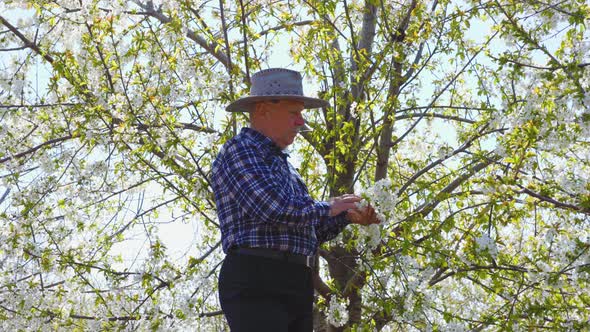 An Old Farmer with Hat Checks the Bloom in His Orchard