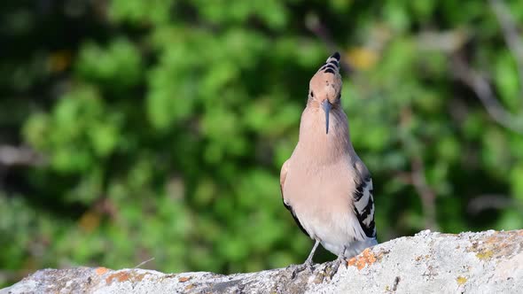 Bird Hoopoe Upupa epops, in the wild, sings a song. Close up