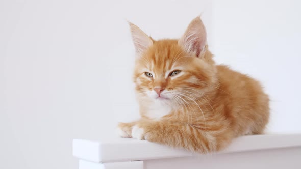 Ginger Kitten Sitting on Isolated White Background