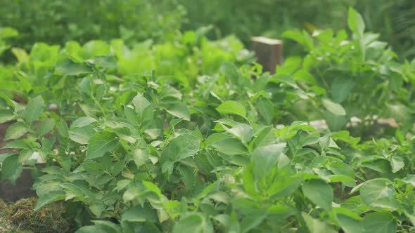 Healthy lush green potato plants growing