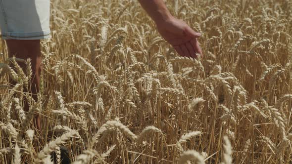 Man's hand touching a golden wheat ear in the wheat field. Young male hand moving through field