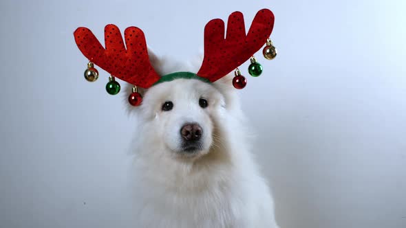 Christmas dog - Santa's helper. The white dog is dressed in a Christmas costume