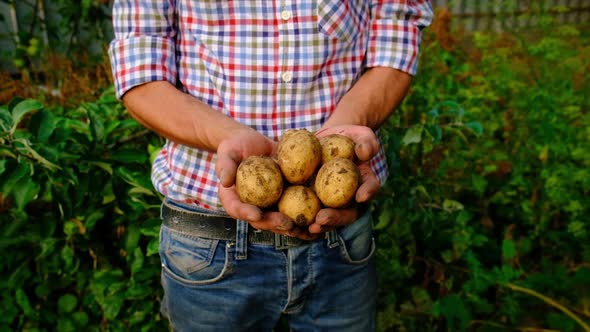 Harvest Potatoes in the Garden in the Hands