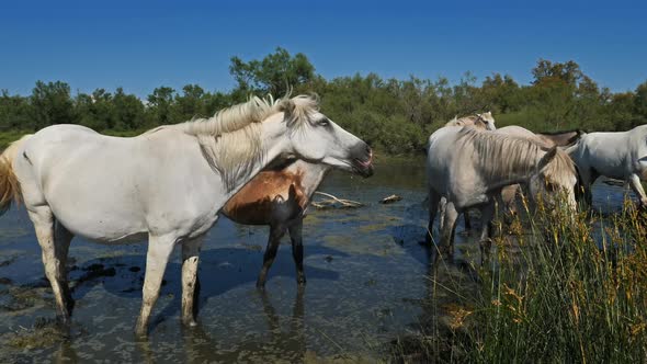 White Camargue horse, Camargue, France