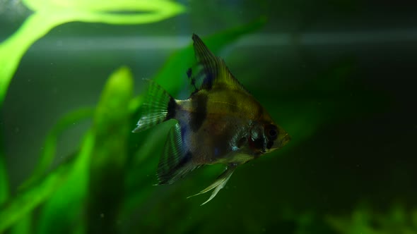 Fish and Marine Plants in the Home Aquarium. Colorful Aquarium Tank Filled with Stones