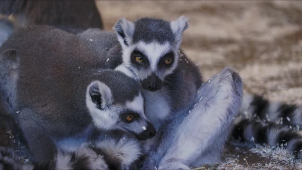 Lemur catta huddle together. A group of Ring-tailed lemurs cleans its fur.