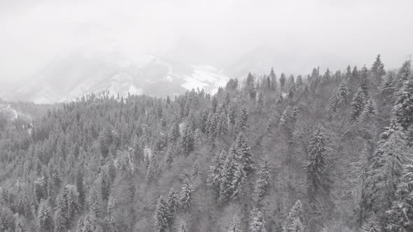 Flight above winter forest in Bakuriani, Georgia