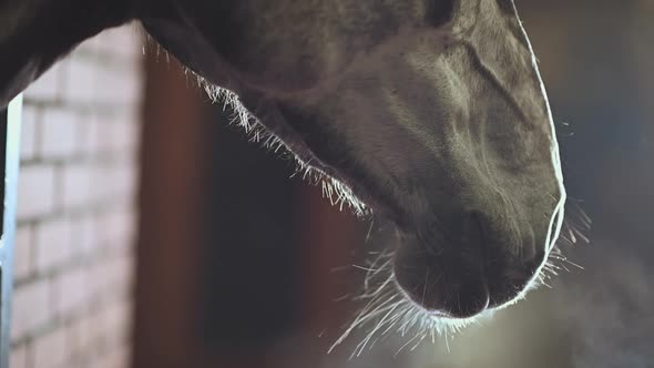 Brown Race Horse in a Stable. Head Closeup