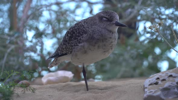 Bird Standing on One Foot in the Sand Binks.