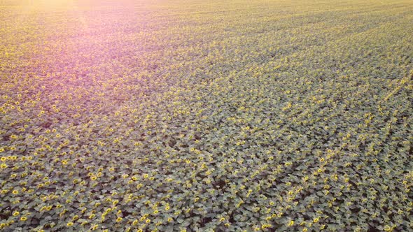Aerial view of the sunflower field during flowering