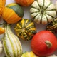 Colorful Mini Pumpkins on White Background - VideoHive Item for Sale