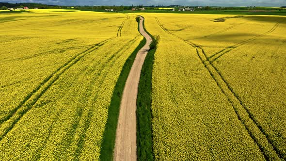 Aerial view of raps flowers. Agriculture in Poland.