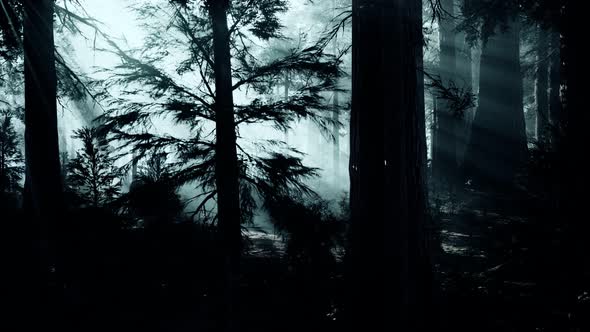 Black Tree Trunk in a Dark Pine Tree Forest