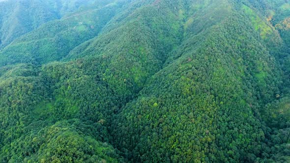 Aerial view of mountain and forest.