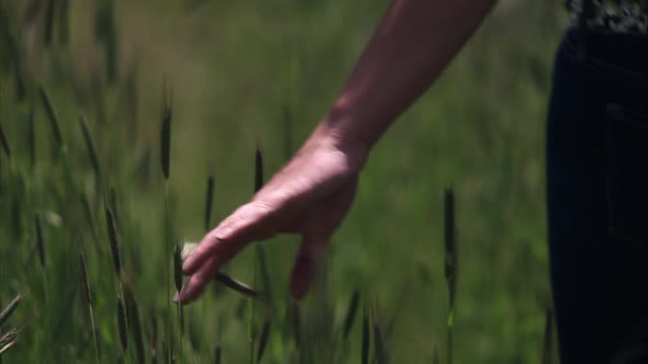 Slow motion shot of a woman walking through tall grass.