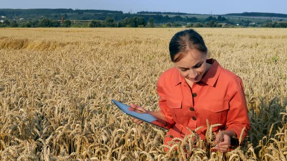 Caucasian Agronomist checking the field of cereals and sends data to the cloud from the tablet