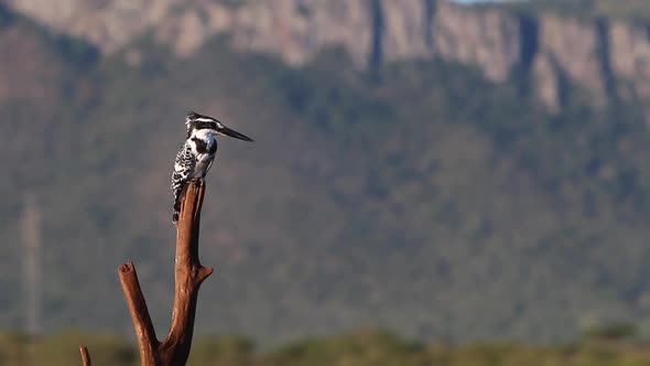 A view from a sunken photographic Lagoon hide in the Zimanga Private game reserve on a summer day of