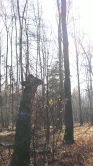 Vertical Video of an Autumn Forest During the Day