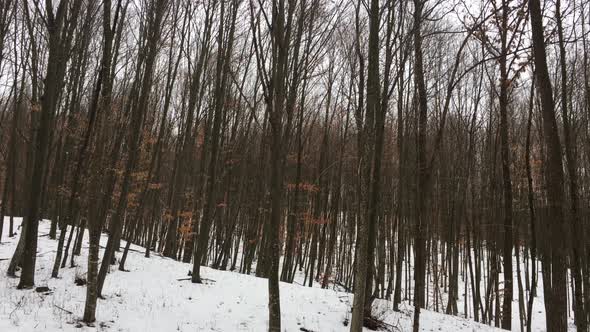 Walking through forest, Winter season