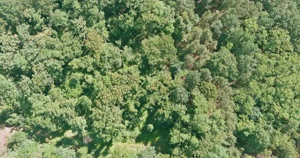 Aerial scenic view of a green forest between mixed forest deciduous trees