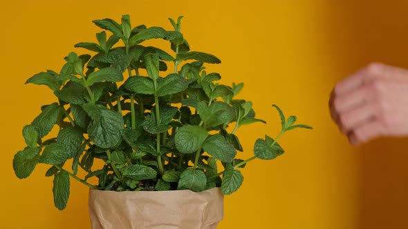 A Man Touching Mint Plant and Choosing a Branch to Cut for Tea or Cooking