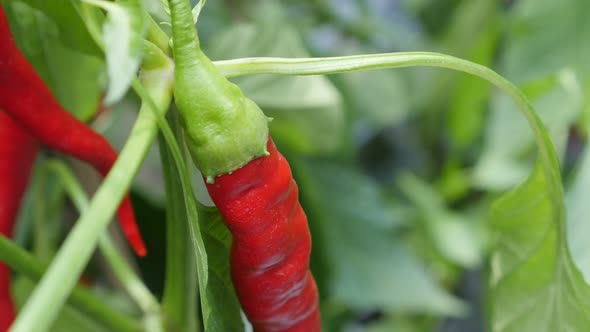 Cultivated of red and hot peppers close-up 4K 2160p 30fps slow tilt UltraHD footage - Hot specie cap