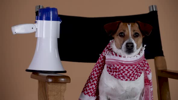 Jack Russell with a Scarf Around His Neck is Watching the Filming Sitting in the Director's Chair