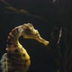  Seahorse Abdominalis Hunting In Slowmotion - VideoHive Item for Sale