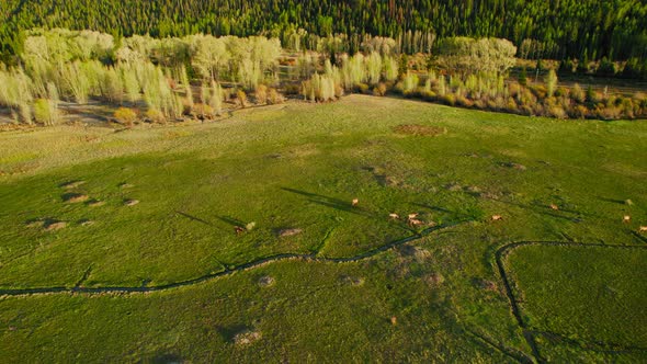 Aerial Drone Shot Of Deer And Elk Game Grazing In Wide Open Alpine Rocky Mountain Valley Field Durin