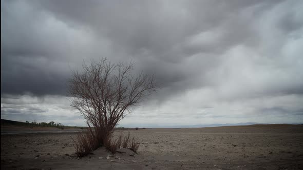 Mysterious Landscape with Storm and Tree Time Lapse