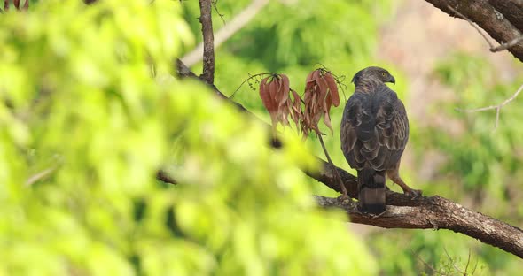 A crested hawk-eagle female bird is perched on a tree with a kill in its talons looking around the j