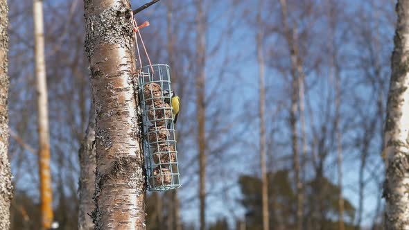 Extreme slow motion view of an Eurasian blue tit (Cyanistes caeruleus) eating seeds and flying away