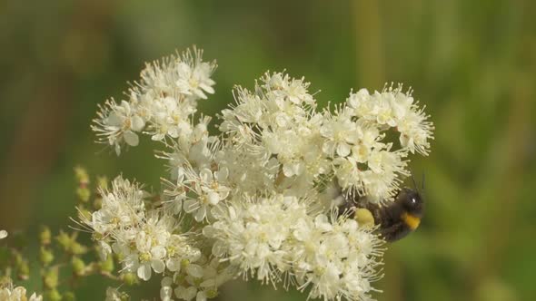 Macro footage of beautiful hairy bumblebee drinking nectar of sweet flower during sunlight