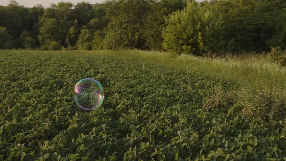 View of Summer Green Field and a Buble Flying in the Air