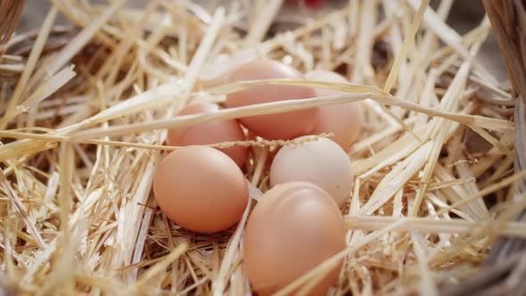 Basket of Fresh Hen Free Range Eggs Collected in the Countryside in the Field