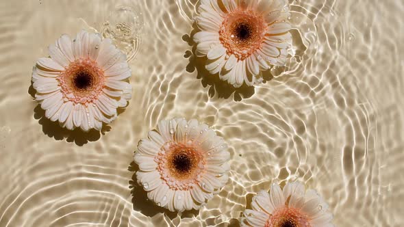 Sunflower Flowers Gerbera Petals Flowers on Water Surface and of Waves on Yellow Beige Background