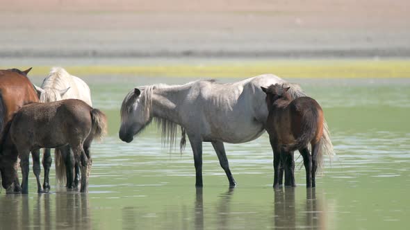 Free Herd of Wild Horses in Natural Lake Water