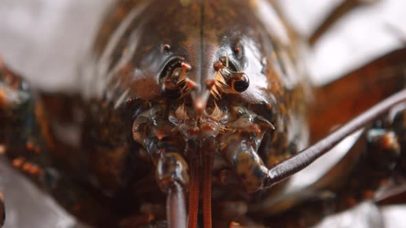 Water Being Poured on Lobster.