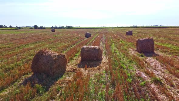 Aero Drone Flight Over Wheat Field with Rick Straw Bales