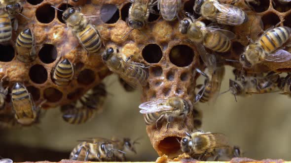 Queen Cell Close Up in Bee Colonies