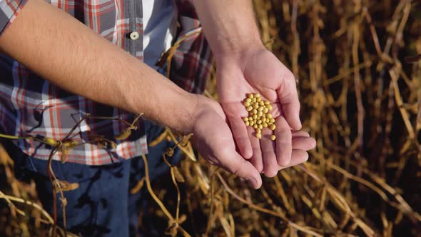 A Farmer in the Middle of a Soybean Field Holding in His Hands the Grains of a Mature Plant