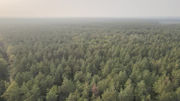 Aerial View of a Green Forest on a Summer Day