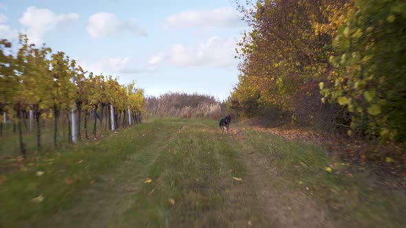 German shepherd dog running on grass road in autumn, action dolly shot.